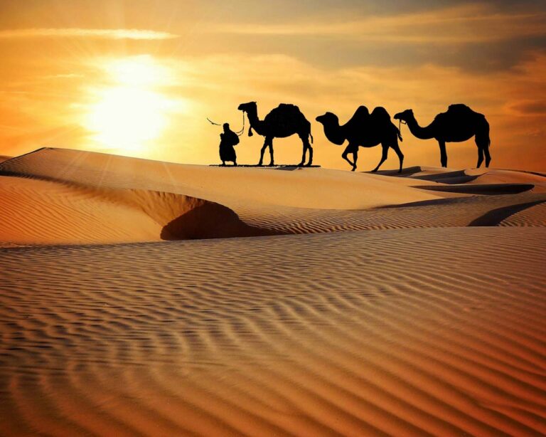 camel