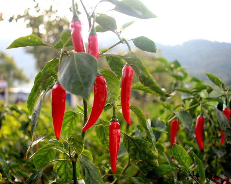 chilli